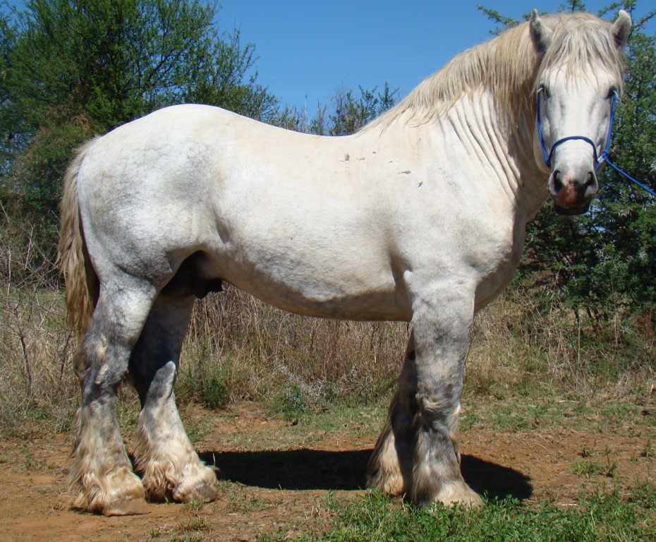 Majokali Purzan - DOB 13/01/2013
Height: 17.2hh
Excellent breeding stallion with a gentle heart. Purzanis sired by the imported French stallion, Unico de la From and is a spitting image of his sire. Lovely proud stallion.